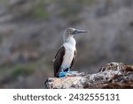 Small photo of blue footed booby standing on rock seen from the side. galapagos, ecuador.