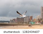 Small photo of A close up view of a white and grey seagull that has picked up a piece of food in its mouth off the sand at the beach and is flying away