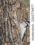 A Female Downy Woodpecker In A...