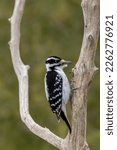 A Female Downy Woodpecker In A...