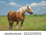 Horse of the Danish Jutland breed grazing free in the meadow