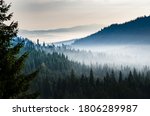 Morning valley with forest and fog view from up. Mystic pine forest in the mountains with mist above trees.
