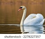 Mute swan on a lake in the...