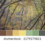 Color palette swatches of autumn forest with brown tree stems, green yellow orange leaves. Shallow depth of focus. Trendy warm pastel combination of colors, inspired by natural beauty of fall season.