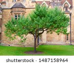 Small photo of Cambridge University, U.K., August 6, 2019. A regrown graph from Newton's original apple tree located at St. John's College, Cambridge University, England.
