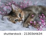 Cute Scottish Straight kitten and pink flowers on a white blanket. Greeting card with women
