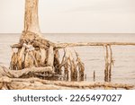Exposed Tree Roots On A Florida ...