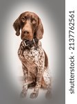 Small photo of German Shorthaired Pointer. Brown and white pattern. GSP.