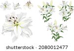 Vector flower set. Royal white lilies, branches with flowers and leaves, buds. Flowers on a white background.