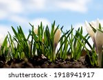 White Crocuses Grow In Early...