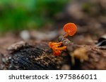 Mushroom Pores. Bright Orange...