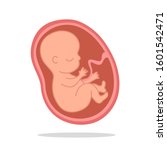 fetal growth. development of...