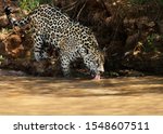 Close Up Of A Jaguar Drinking...