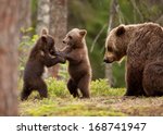 Eurasian Brown Bear  Ursos...