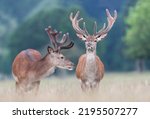 Close up of two red deer stags with velvet antlers in summer, United Kingdom.