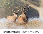 Close up of two Red deer stags on a frosty morning, UK.