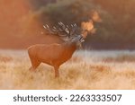 Small photo of Close up of a Red Deer calling during rutting season at sunrise, UK.