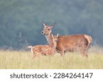 Small photo of Close up of a cute Red deer calf standing close to mom in meadow, UK.