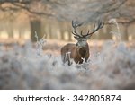 Red Deer Stag In Winter