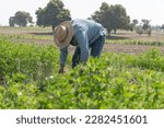 Small photo of The dedication of farmers: Mexican farmer in the alfalfa field