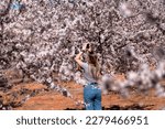 Young girl taking photos of  an Almond blossom field in Aragon.