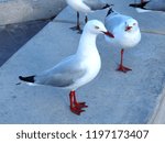 Small photo of footless seagull o the street