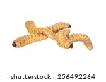 Small photo of Larva. The larva is thick. Fat insect larvae. Beetle larvae. Rhinoceros beetle. Nasty insect. Pest root. Sickening animal. Group of larvae on the ground.isolated on white background.