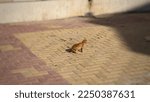 Little Street Cat  Posing For...