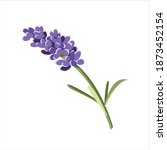 Lavender Flower Plant Digital...