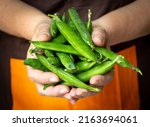 Hands holding fresh green pea pods.
Selective focus