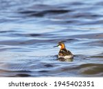 Small photo of The red-necked phalarope (Phalaropus lobatus), also known as the northern phalarope and hyperborean phalarope is a small wader. This phalarope breeds in the Arctic regions of North America and Europe
