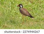Small photo of The red-wattled lapwing (Vanellus indicus) is an Asian lapwing or large plover, a wader in the family Charadriidae. Like other lapwings they are ground birds that are incapable of perching.