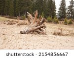 Picturesque Driftwood On The...