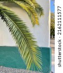 Small photo of Palm tree branches against painted wall morning sun California Santa Barbara summer beach walk green and white wall at sunrise clear blue sky beach day funk zone SoCal