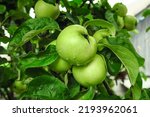 green apples grow on an apple tree branch after the rain. gardening and cultivation of apples concept