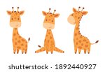 Collection Of Baby Giraffes....