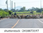 A herd of sheep walks across the road, surrounded by people.