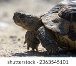 Small photo of Hermann's Tortoise. Hermann's tortoises are small to medium-sized tortoises from southern Europe.