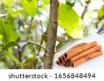 Small photo of True ceylon cinnamon tree and dry sticks
