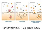 Variations Of Endocytosis ...