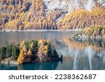 Sils Lake (Lej da Segl) with golden larch trees in October. A lake in Engadin Valley, Switzerland.