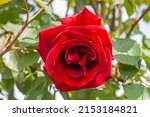 Small photo of A superb specimen of a rose â€�Etoile de Hollandeâ€� in bloom. The 'Etoile de Hollande' is a magnificent climbing rose with masses of very fragrant, large, crimson flower.