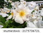 Small photo of A splendid specimen of a rose Sally Holmes in bloom. The " Sally Holmes" is a rose that produces a large flower, in large clusters up to 40, of a cream color with hints of pink and long gold-colored s
