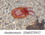 Small and annoying jellyfish in the waters of the island of Elba.
The luminous jellyfish (Pelagia noctiluca) is a jellyfish of the Pelagiidae family.

