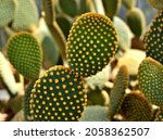 Closeup Cactus Bunny Ear Plant...