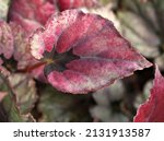 Closeup Pink Leaf Foliage...