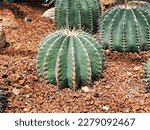 Small photo of Cactus Ferocactus Glaucescens ,Glaucous Barrel cactus ,Ferokaktus sinewy ,Blue barrel cactus in family Cactaceae ,Biznaga Barril Azul ,Caryophyllales and is endemic to east-central Mexico