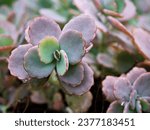 Small photo of Succulent plant ,Kalanchoe fedtschenkoi variegata tricolor lavender scallops ,gray-green to purple leaves ,scalloped is a shrub forming succulent featuring thick ,Crassulaceae