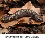 Spotted Salamander  Ambystoma...