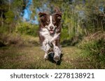 Small photo of Dog Running Toward Viewer in Green Field